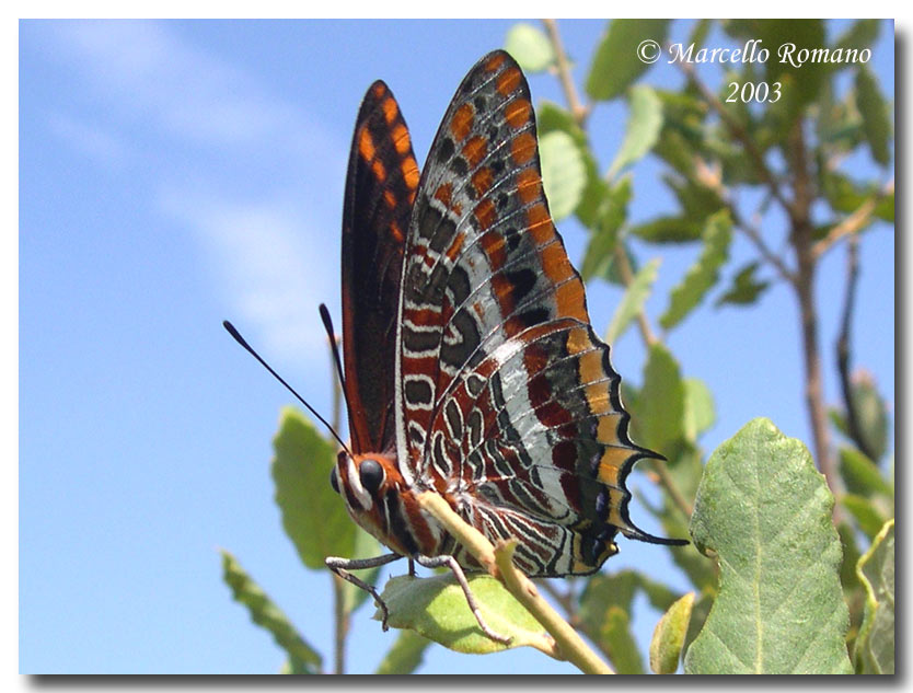 Charaxes jasius, farfalla senza paura ma non senza macchia!